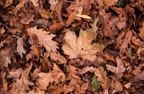 Leaf pile