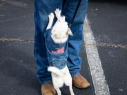 dog wearing an American flag